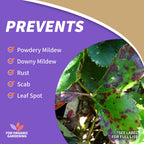 Bonide Captain Jack's Neem Oil, 128 oz Ready-to-Use, Multi-Purpose Fungicide, Insecticide and Miticide for Organic Gardening