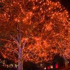 Twinkle Star 300 LED Halloween Fairy String Lights, 98.5ft Outdoor Light Plug In with 8 Lighting Mode, Waterproof Black Wire Mini Lights Christmas Holiday Wedding Party Patio Tree Decorations (Orange)