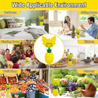 Fruit Fly Trap with Sticker, Effective Fly Catcher Gnat Traps for House Indoor, Fruit Fly Killer Comes with Attractant and Double-Sided Sticker, Non-Toxic Reusable Fly Trap for Home, Kitchen - 4 Pack