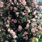Camellia Japonica Bonomiana | Evergreen Flowering Hardy Garden Shrub in 9cm Pot