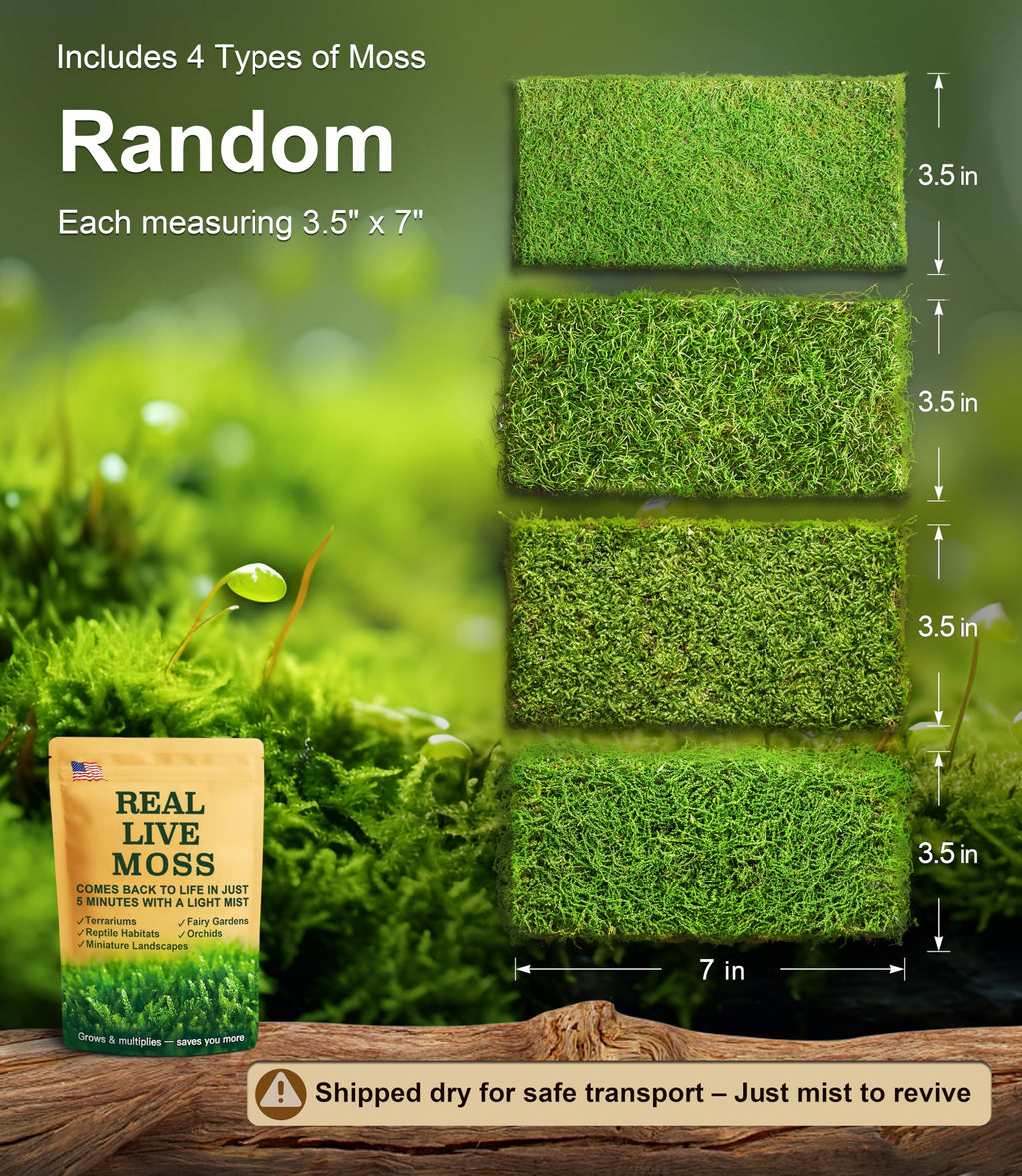 Live Moss 4-Pack (Each 3.5"x7") – Real Mixed Moss for Terrariums, Reptile Habitats, Fairy Gardens & Potted Plants – 4 Random Varieties, Easy to Revive, Natural Green Decor