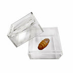 MAGNIPROS Pack of 3 Magnifier Box Bug Viewer Magnifies up to 5X (500%) with Crystal Clear